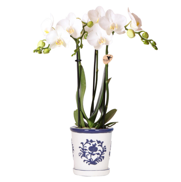 Orchidee (Phalaenopsis) inclusief pot 'Malaga'