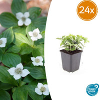 Cornus canadensis - 20cm