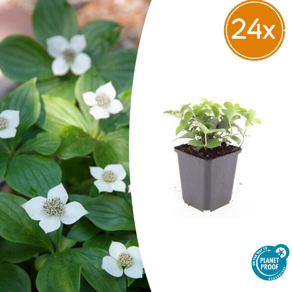 Cornus canadensis - 20cm kopen bij Green Bubble