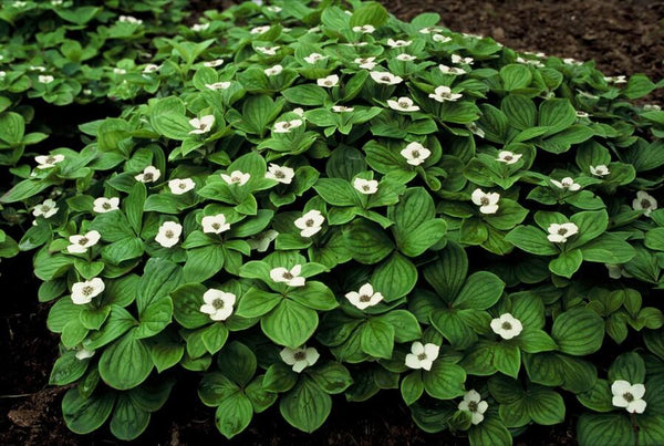 Cornus canadensis - 20cm kopen bij Green Bubble