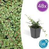 Product afbeelding 12