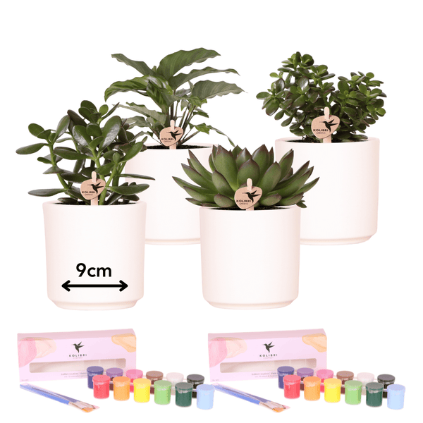 Paint & plant - Succulent kopen bij Green Bubble