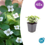 Product afbeelding 3