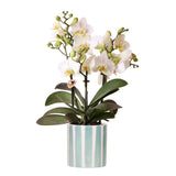 Product afbeelding 3