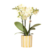 Product afbeelding 2
