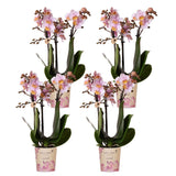 Product afbeelding 4