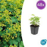 Product afbeelding 11