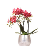 Product afbeelding 1