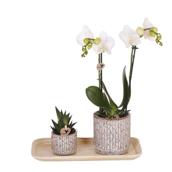 Combi deal - Le Chic inclusief sierpotten op dienblad. kopen bij Green Bubble