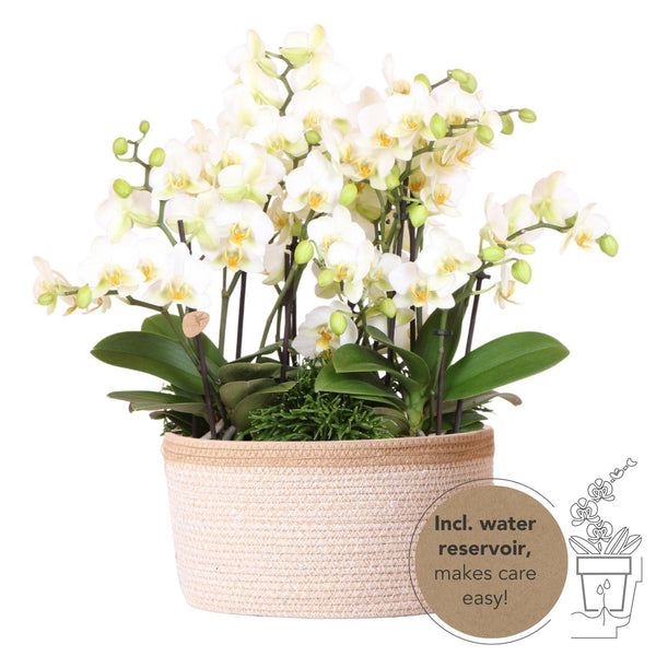 Combi deal - 3x Orchidee (Phalaenopsis) + 3x Rhipsalis in witte mand met waterreservoir