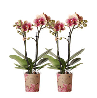 Oferta combinada - 2 Orquídeas