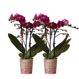 Product afbeelding 3