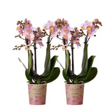 Product afbeelding 5