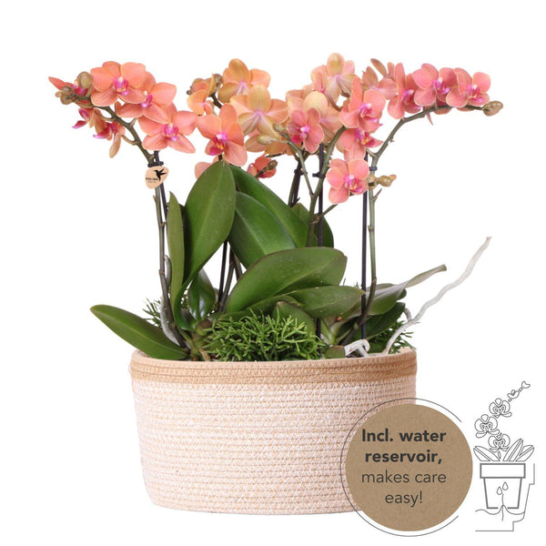 Combi deal - 3x Orchidee (Phalaenopsis) + 3x Rhipsalis in witte mand met waterreservoir