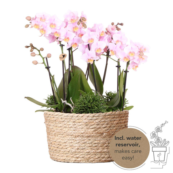 Combi deal - 3x Orchidee (Phalaenopsis) + 3x Rhipsalis in beige mand met waterreservoir