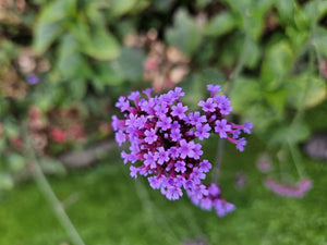 Verbena Bonariensis - 20cm