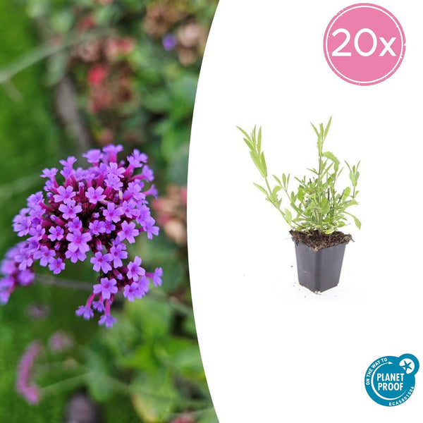 Verbena Bonariensis - 20cm