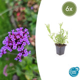 Product afbeelding 11