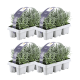 Product afbeelding 1