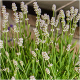 Product afbeelding 6