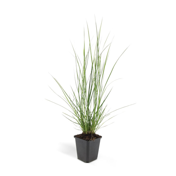 Pennisetum Alopecuroides 'Hameln' - 20cm