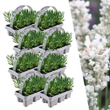 Product afbeelding 7