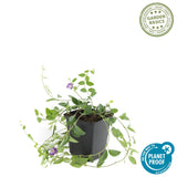 Product afbeelding 4