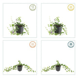 Product afbeelding 2