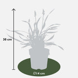 Product afbeelding 2