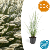 Pennisetum Alopecuroides 'Hameln' - 20cm