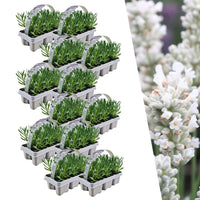 Lot de lavandes Angustifolia - 15cm