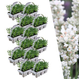 Product afbeelding 1
