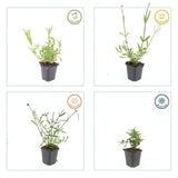 Product afbeelding 2