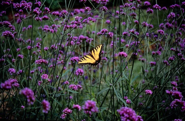 Verbena Bonariensis - 20cm
