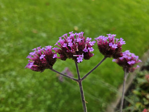 Verbena Bonariensis - 20cm