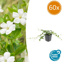 Vinca minor 'Alba' - 20cm