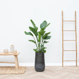 Product afbeelding 3