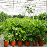 Product afbeelding 6