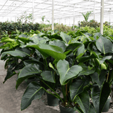 Product afbeelding 6