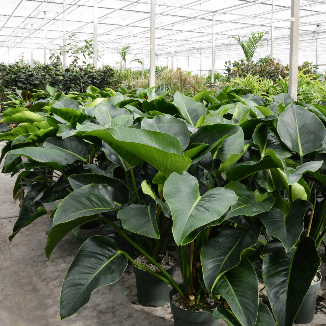 philodendron green beauty pflege Philodendron Green Beauty | Online kaufen