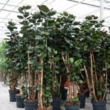 Product afbeelding 5