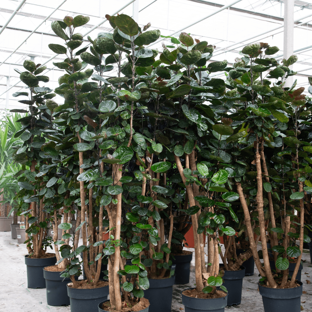 polyscias indoor plants Polyscias Fabian | 140cm