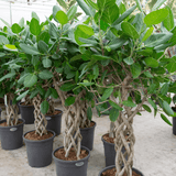 Product afbeelding 2