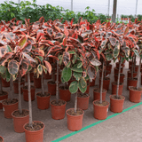 Product afbeelding 4