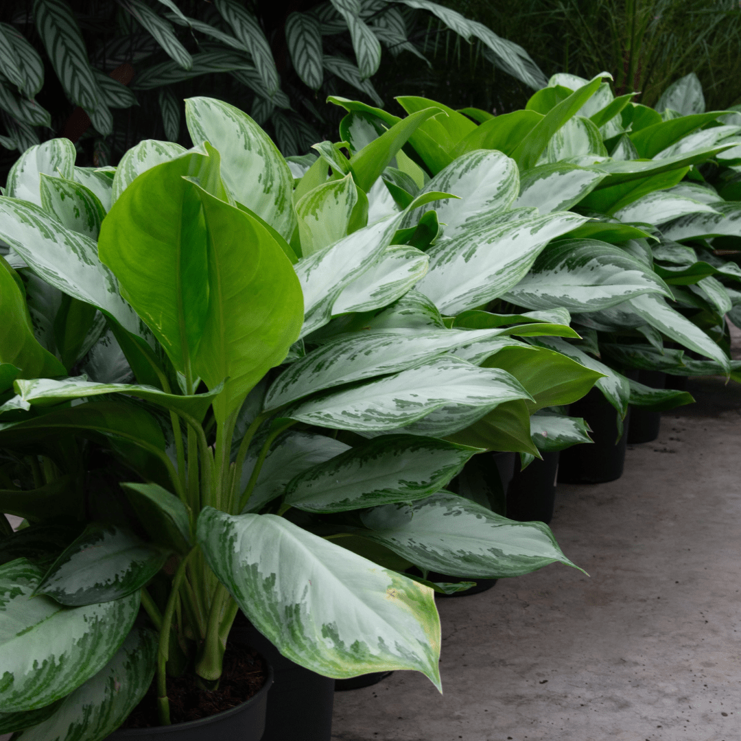 aglaonema standplaats Aglaonema Silver Bay - 70 cm