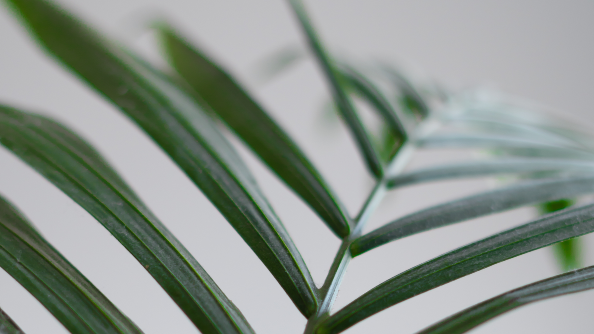 Verzorging Kentia palm verzorging - Green Bubble