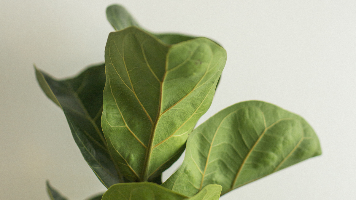 Pleje af ficus verzorging - Green Bubble