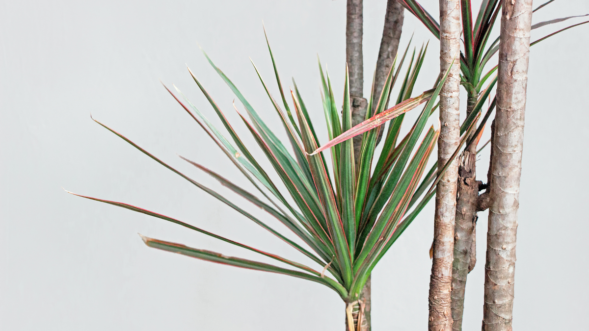 Dracaena care verzorging - Green Bubble
