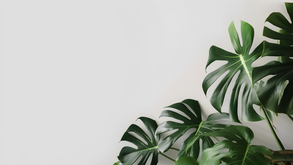 Pflege Monstera verzorging - Green Bubble