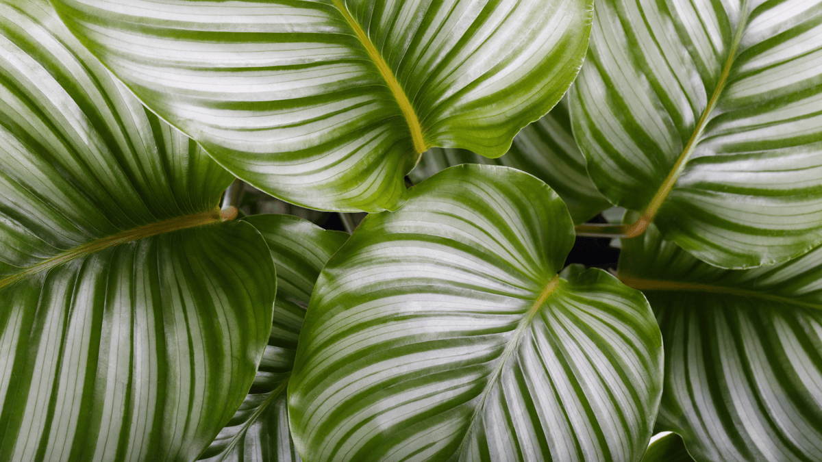 Verzorging Calathea verzorging - Green Bubble